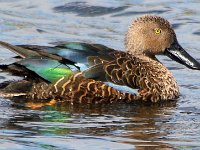 Kaapse Slopeend : frieda